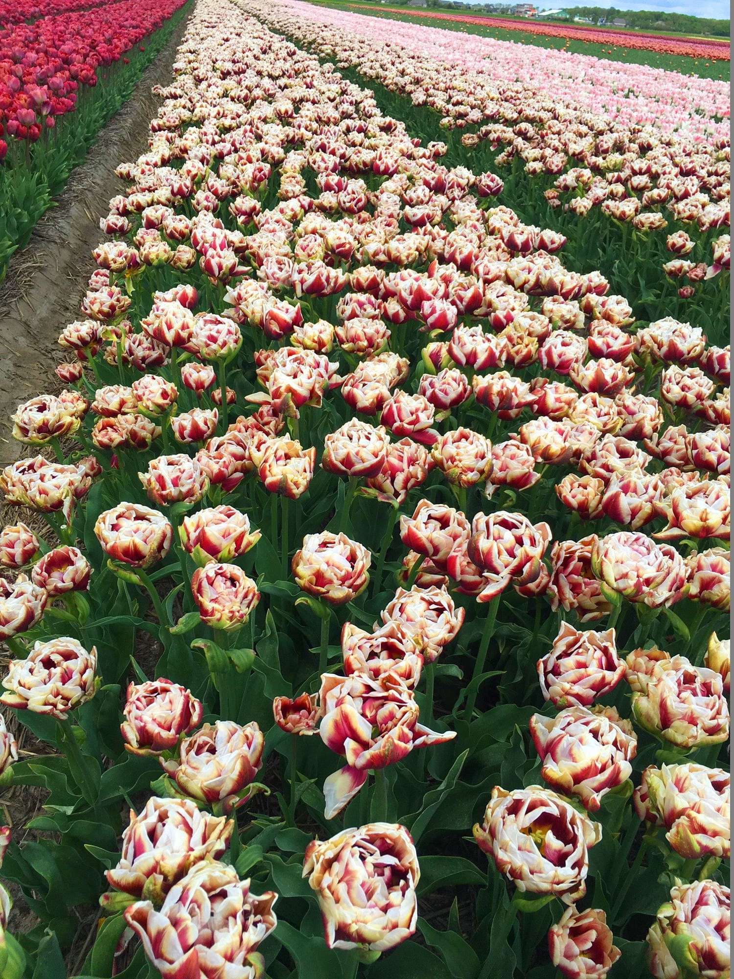 Tulipe 'Wyndham'